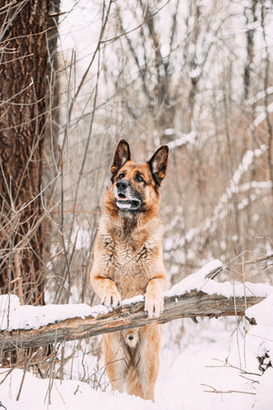 Portrait Of Purebred Adult Alsatian Wolf Dog Is On Guard At Snow Winter Forest. Playful Pet Outdoors. Pet Friendship Concept. Curious German Shepherd Dogの写真素材
