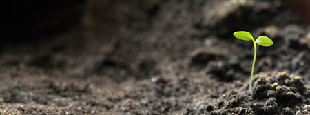 Growing Green Sprout From Soil. Spring Agricultural Seasonの写真素材