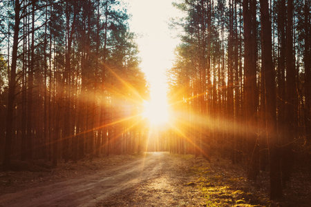 Forest Road Under Sunset Sunbeams. Lane Running Through The Autumn Deciduous Forest At Dawn Or...