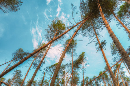 Windfall in forest. Storm damage. Fallen trees in coniferous forest after strong hurricane windの写真素材