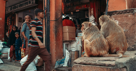 Jaipur, Rajasthan, India. Two Monkeys Sit Near Street Vendors. Monkeys Watch People. Woman Look At Camera And Smile. Bonnet Macaque - Macaca Radiata Or Zati. Every Day Life Of Indiaのeditorial素材