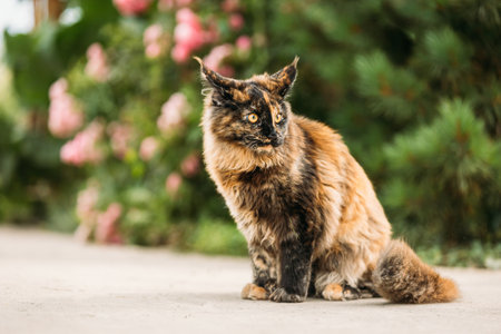 Playful Funny Curious Cute Maine Coon Cat With Red-black Tabby Fur Color Sitting On Park Alley On Flower Background. Coon Cat, Maine Cat, Maine Shag. Pets On Walk. Amazing Pets Petの写真素材