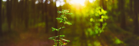 Sunrise In The Autumn, Summer Forest. Toned Instant Photo. Young Leaf In Sunlight panorama.