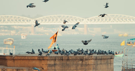 Varanasi, India. Bird Take Off from Sacred Ghat In Varanasi. Pigeons Fly Up In Slow Mo. Birds Flight. Orange Flags Fluttering In Slow Mo, Symbolizing Hanuman. Cinematic View On Ganga River. Many Pigeons Birds In Summer Day On Ghatの写真素材
