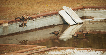 Many birds Black kites - Milvus migrans - Bird sitting near water pool and drinking water. New...
