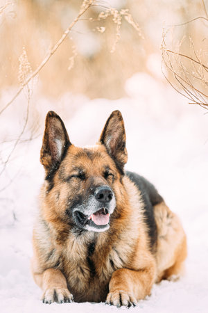Squinting Funny Alsatian Wolf Dog. Funny Curious Young Shetland Sheepdog, Sheltie, Collie And German Shepherd Dog Resting In Snowy Winter Forest After Leisure Gameの写真素材