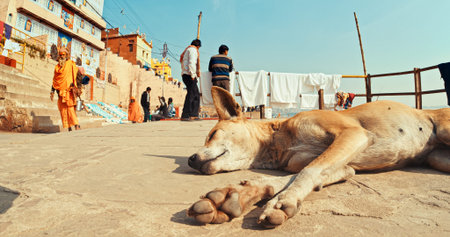 Varanasi, Uttar Pradesh, India. Dog sleeping on ghat steps at morning.のeditorial素材