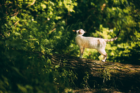 Cute Funny Curious Playful Beautiful Devon Rex Cat sitting on tree trunk in forest, garden. Obedient Devon Rex Cat With Cream Fur Color. Cats Portrait. Amazing Happy Pets.の写真素材