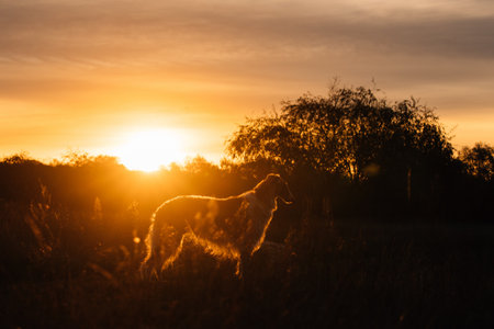 Russian Dog, Borzoi Resting On Grass In Rays Of Setting Sun. Russkaya Psovaya Borzaya Dog Outdoor. Summer Sunset Time. Russian Hunting Sighthound In Summer Sunset Sunrise Meadow Fieldの写真素材