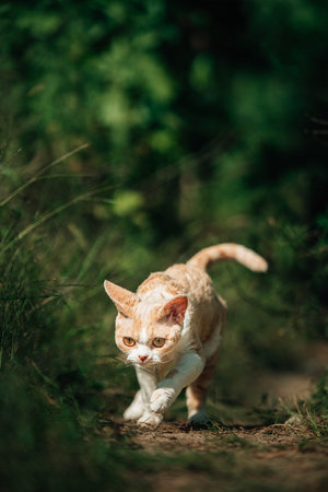 Curious Funny Cute Beautiful Playful Devon Rex Cat Walking. Devon Rex Cat With Cream Fur Color On...