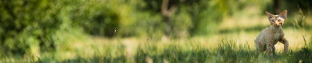 Funny Young Red Ginger Devon Rex Kitten In Green Grass. Short-haired Catの写真素材