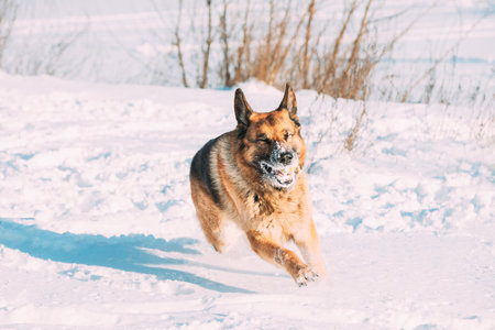 Purebred Adult Alsatian Wolf Dog Fast Running Outdoor. Snow Winter Sunny Day. Pet Friendship Concept. Playful Shepherd Dog Outdoors Winter Seasonの写真素材