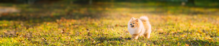 Funny Young Red Puppy Pomeranian Spitz Puppy Dog Happy Walking Outdoor In Autumn Grassの写真素材
