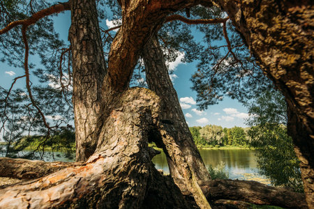 Summer River Landscape Lake. Twisted Pine Trees On River Bank. Nature Reserve. Nature Lake River Background. Calmness And Tranquilityの写真素材