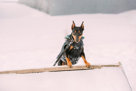 Funny Black Miniature Pinscher Zwergpinscher Looking At Camera On Training. Min Pin Dog Playing And Jumping Outdoor In Snow, Winter Season. Black Zwergpinscher Run Outdoorの写真素材