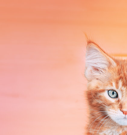 Small Kitten Face Copy Space Background In Calming Coral Color. Young Red Ginger Maine Coon. Maine Shag Amazing Pets. Portrait On Backdrop In Yellow Light Orange Colorsの写真素材