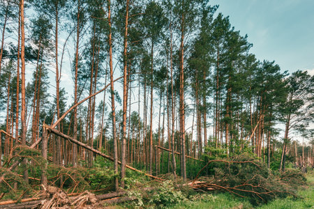 Windfall in forest. Storm damage. Fallen trees in coniferous forest after strong hurricane windの写真素材