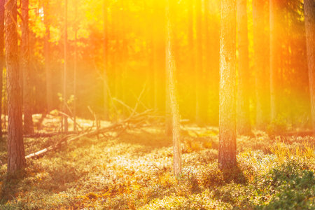 Pine Forest On Bright Sunny Autumn Day. Sun Shining Through Forest Trees Woods. Sunset Sunrise In Summer Forest Landscape. Forest Bathed In Sun. Copy Space, Copy-space. Merry Autumn Seasonの写真素材