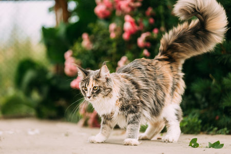 Curious Funny Playful Cute Maine Coon Cat With White-black Marble Fur Color Getting Ready Jump. Coon Cat, Maine Cat, Maine Shag. Pets On Walk. Amazing Pets Petの写真素材
