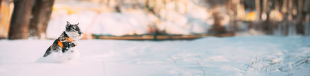 Miniature Schnauzer Dog Or Zwergschnauzer Sitting In Outfit Playing Fast Running In Snow At Winter Dayの写真素材