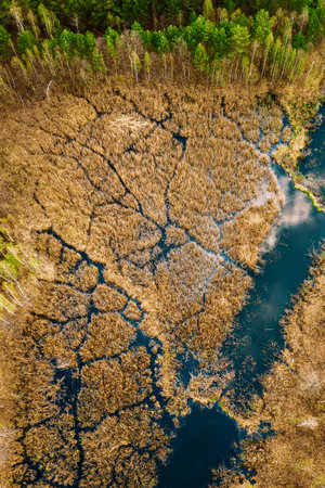 Spring Season. Aerial View. Young Birches Grow Among Small Marsh Bog Swamp River. Deciduous Trees...