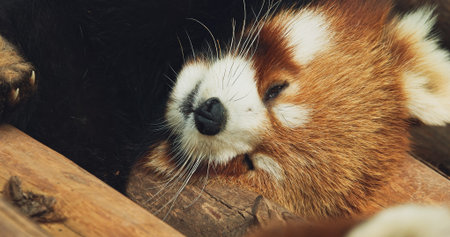Cute Red Panda Face Close-up View. Red Panda Sleep And Brushes Off Insects. Ailurus Fulgens Or...