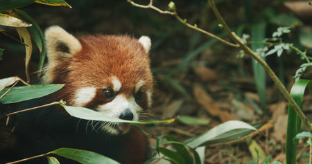 Red Panda Eating Bamboo. Ailurus Fulgens Or Lesser Panda Is Small Mammal Native To The Eastern Himalayas And Southwestern China. Red Pandas Are Also Symbol Of Goodness And Good Fortune In Chinese Culture. Endangered Species In Union For Conservation Of Nature. Cute Red Panda Face. Travel To Chinaの写真素材