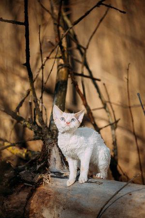 Sweet Funny Curious Young White Kitten In Autumn Forest. Happy Pets Concept. Short-haired Cat. Very...