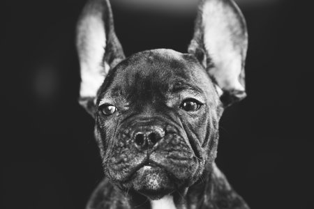 Young Curious Black French Bulldog Dog Puppy On black Background. Pets Friendship Concept. Lovely Domestic Pets. Portrait in black and white colorsの写真素材