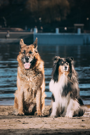 Alsatian Wolf Dog And Tricolor Rough Collie Sitting Together In park. Scottish Collie, Long-haired Collie, English Collieの写真素材