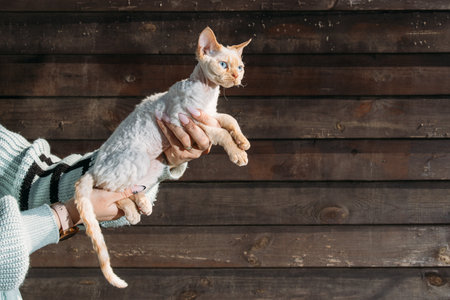 Obedient Devon Rex Cat With White Orange Fur Color Sit On Hands. Curious Playful Funny Cute Amazing Devon Rex Cat. Cats Portrait. Amazing Happy Pets. Yellow Cat Eyes.の写真素材