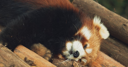 Cute Red Panda Face Close-up View. Red Panda Sleep And Stretches Paws. Ailurus Fulgens Or Lesser Panda Is Small Mammal Native To The Eastern Himalayas And Southwestern China. Red Pandas Are Also Symbol Of Goodness And Good Fortune In Chinese Culture. Endangered Species Of Animals. Travel To Chinaの写真素材