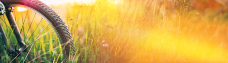 Bicycle Wheel In The Summer Green Grass Meadow Fieldの写真素材