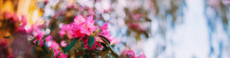 Blooming Pink Flowers of Rhododendron smirnowii In Spring Garden.の写真素材