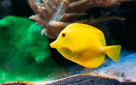 Zebrasoma yellow tang sea fish in aquarium