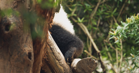Giant Panda Climbs Tree. Cute Panda Face Close-up View. Bear Or Simply, Is Bear Species Endemic To China. Panda Diplomacy. National Symbol Of China, Personifying Sincerity, Friendliness, Tolerance And Kindness.の写真素材