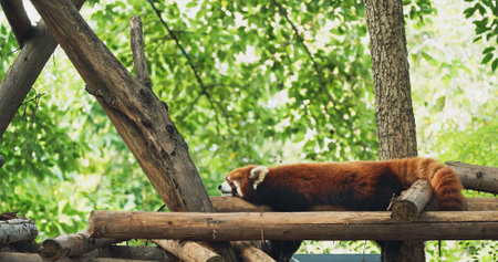Adult Red Panda Sleep. Cute Red Panda Face. Ailurus Fulgens Or Lesser Panda Is Small Mammal Native To The Eastern Himalayas And Southwestern China. Red Pandas Are Also Symbol Of Goodness And Good Fortune In Chinese Culture. Endangered Species Of Animals. Travel To Chinaの写真素材
