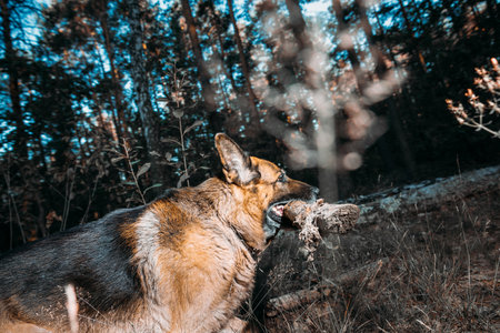 German Shepherd, a carnivorous dog breed, is running in a natural landscape with a stick in its mouth. Dog Run With Wooden Stick In Summer Forest Season. Cute Beautiful Shepherd Dog Running On country Road. Amazing Playful Alsatian Wolf Dog At Walkの写真素材