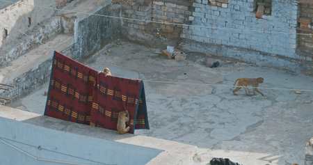 Agra, Uttar Pradesh, India. Monkeys Climb On Carpets in motion. Animal Life In Urban Environment....