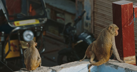 Agra, Uttar Pradesh, India. Many Monkeys Family Walk On Roof. Grilles On Air Conditioners To Protect...