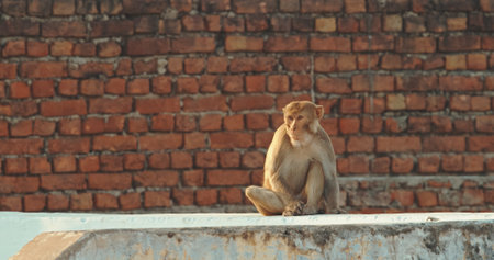 Agra, Uttar Pradesh, India. Many Monkeys Family Walk On Roof. Grilles On Air Conditioners To Protect Against Monkeys. Animal Life In Urban Environment. Animals Live Next To People. Bonnet Macaque - Macaca Radiata Or Zati. Indian Fauna. Animal Life In Cityの写真素材