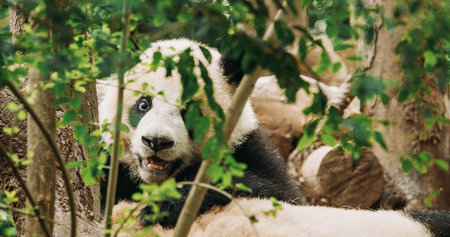 Giant Pandas Play. Bear Or Simply, Is Bear Species Endemic To China. Panda Diplomacy. Travel To...