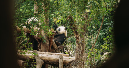 Giant Pandas Play With Each Other. Bear Or Simply, Is Bear Species Endemic To China. Panda Diplomacy. National Symbol Of China, Personifying Sincerity, Friendliness, Tolerance And Kindness. Travel To China. Vulnerable Species. Discover Chinaの写真素材