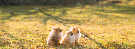 Three Young Red Puppy Pomeranian Spitz Puppy Dogs Sitting Outdoor In Autumn Grassの写真素材