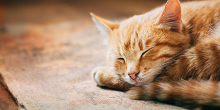 Close up of Small Peaceful Orange Red Tabby Cat Male Kitten Curled Up Sleeping In His Bed On Laminate Floorの写真素材