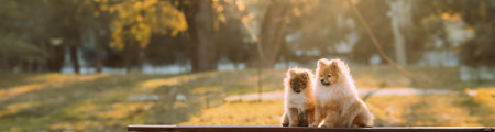 Two Young Red Puppy Pomeranian Spitz Puppy Dogs Sitting On Park Bench Outdoor