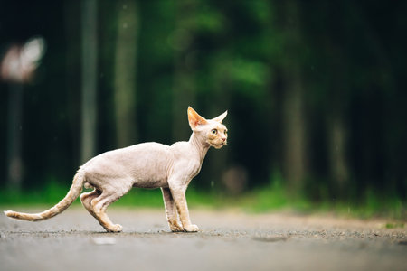 Beautiful Playful Curious Funny Cute Devon Rex Cat Walking. Green Eyes. Amazing Happy Pets. Devon...