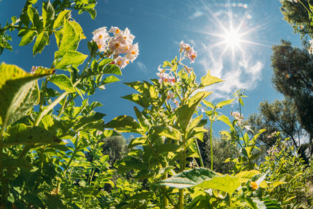Rural Landscape Potato Field With Young Potato Flowering Blooming Green Vernal Sprouts. Young Green Plantation. Sunshine direct in camera. Agricultural Landscape. Blue Sky Above Potato plants. Agricultural Concept . Bottom view. Potato Plant Or Solanum Tuberosum Growing On Plantationの写真素材