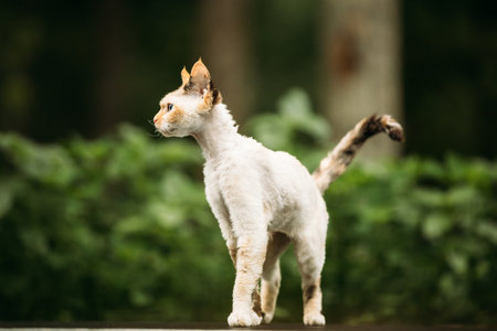 Playful Devon Rex Cat With White-red Spotted Fur Color Walking. Curious Funny Cute Beautiful Devon Rex Cat. Amazing Happy Pets. Orange Eyes. Grace Of Catsの写真素材