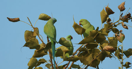Motion Rose-ringed Parakeet sitting on tree branch. Sittacula krameri, Ringneck Parrot, Kramer Parrot from Psittacidae family. Indian Rose-ringed Parakeet Manillensis originates from southern Indian subcontinent. Feed on cereal grainsの写真素材